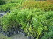 ╭＊田尾玫瑰園＊╯優良綠籬植物(胡椒木)高30cm30元
