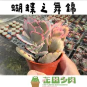 《花田多肉》🌵【蝴蝶之舞錦】 3吋盆 多肉植物/仙人掌/景天科/戶外植物/多肉