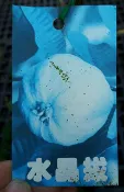 水晶拔【新中港花卉】水晶芭樂.水果苗.芭樂苗.嫁接苗
