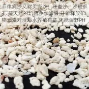 魚缸造景底砂菲律賓沙貝殼沙珊瑚砂白沙子三湖慈鯛寄居蟹天然海沙