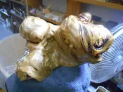 100%全檜木鳳尾瘤造型蝸牛25X16X16公分可聞香閃花重油味道濃郁特價出清請先詢問庫存