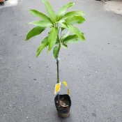 P老闆園藝~黃蜜文芒果 芒果苗  5吋黑軟盆 果樹 水果苗