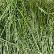 【芳香牧草】散裝大包實惠牧草過篩甜小麥草燕麥草苜蓿提摩西一割二割百慕達 大量供應荷蘭豬天竺鼠豚鼠兔子龍貓牛羊馬陸龜飼養戶