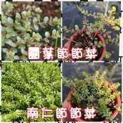 【水畝田】兩棲型水生植物 圓葉節節菜、南仁節節菜、過長沙、半邊蓮 (原生、水生植物、水草、DIY 盆栽素材)