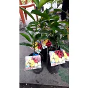 霏霏園藝嫁接阿庫蜜山竹.4吋半盆.2200元