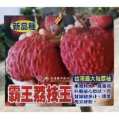 霸王荔枝 5棵訂購下單 大果荔枝 高壓苗 荔枝苗 樹苗 盆栽 荔枝王 巨無霸 非 鵝蛋荔枝 紫娘喜 大丁香 玉荷包 黑葉