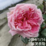 麗芙泰勒 庭院大花 強香品種 香水原料品種《四季有花玫瑰園》玫瑰苗 玫瑰盆栽 嫁接樹玫瑰 月季棒棒糖