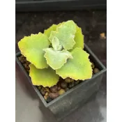 H37 橡葉仙女之舞 熊多肉植物7.3