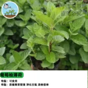 葡萄柚薄荷種子 香草盆栽 驅蚊植物 可食用薄荷 室內陽台好種植 療癒香草 觀賞盆栽 台灣適種 易活種子 香氛植物