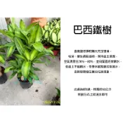 心栽花坊-巴西鐵樹/香龍血樹/8吋/觀葉植物/室內植物/綠化植物/特價850