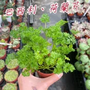 田尾玫瑰園 l 巴西利、荷蘭芹、歐芹、洋香菜【三吋盆 高度約10cm】新鮮食材隨手摘 香草植物 (植物眾多歡迎聯繫客服)