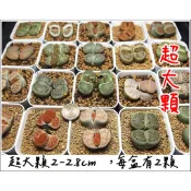 〈美心花園〉多肉植物 生石花 石頭玉 屁屁花 多肉植物  超大顆 每盆有2顆 每顆 2-2.7cm 大顆單顆3cm