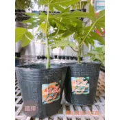 【國輝農種栽】農友“紅妃木瓜種苗“(組織栽培)，1盆95元，植株矮肉色紅美生育強健豐產木瓜種苗（水果種苗）