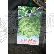 花幫派_水果苗—大目釋迦--香甜多汁~籽又少/4.5吋高約30-50cm/售230特價200