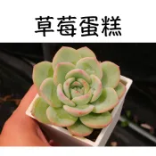 ❁採花❁ 草莓蛋糕-多肉植物/療癒盆栽/園藝