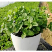🌱 薄荷種子大全 四季種植 超低價  食用薄荷 貓薄荷 四季種植易活種孑室內驅蚊小盆栽貓薄荷種子花種籽子