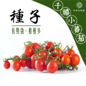 千禧小蕃茄種子🔥約70粒🔥小蕃茄 蕃茄種子 聖女蕃茄 玉女番茄 溫室蕃茄 瀑布蕃茄 好家在園藝