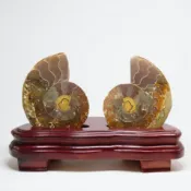 🌏彩蘊藝品🌏天然菊石海螺化石擺件(FG006) 玉化斑彩螺切片 科普標本家居裝飾收藏