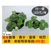 【興大種苗】(秋冬限量供應)買10贈1  多品種任選草莓苗4吋盆｜豐香｜蜜香｜香水｜桃四｜蘋果｜美姬｜黑金剛｜