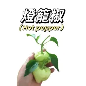 嘉義現貨（白果燈籠椒LJ-2 ）（微辣）青果微皺皮圓形辣椒種子庭院盆栽農家蔬菜種子果菜