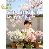 現貨隔日寄 新品櫻花種子 矮化盆栽櫻花 濃香型 富士櫻種子 四季開花 室內盆栽 粉紅櫻花 吉野櫻 八重櫻木本花卉種籽