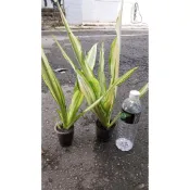 黃紋萬年麻/一棵45元