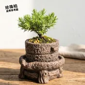 🔥滿額免運🔥珍珠柏 松柏盆栽 小品盆栽 風水招財 松柏長青 桌上植物 療癒植物 綠植擺設 植物禮物 AS山城多肉植物農場