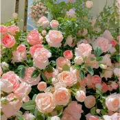 特價大熱銷【爬藤玫瑰花苗】爬藤薔薇花小苗 種子 濃香型藤本月季玫瑰 四季種植 爬藤大花月季攀援圍墻植物耐寒易種易活