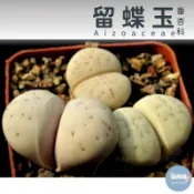 🌵✧植得栽✦【留蝶玉】番杏科/石頭玉/屁屁玉/石頭花/Lithops/生石花屬/屁屁石頭玉/多肉植物/多肉/園藝