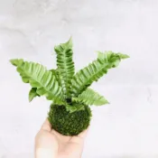 七分田  個性風格 銀翼山蘇/皺葉山蘇苔球