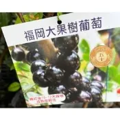 一禪種苗園-蔓藤上耀眼的黑寶石〈大果福岡樹葡萄苗/黑金剛〉水果苗-3.5吋黑軟盆/果樹碩大/全年枝葉濃綠茂盛/庭園造景