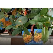 一禪種苗園-花開為金黄色〈黃金桂花苗〉常綠灌木-3吋盆/花色金黃可歸為金桂的一種/花朵開放整齊繁密/ANNY