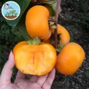 🍅多款柿子種子任選！牛心柿/黑柿/日本甜柿/甘秋冰糖柿 品種 陽台盆栽四季可種 自種安心果實 享受豐收喜悅