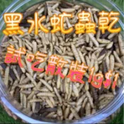 ［水族最便宜］黑水虻 蟲乾 觀賞魚飼料 龍魚飼料 烏龜飼料 錦鯉 血鸚鵡 大型魚 鸚鵡 密袋鼯 爬蟲 寵物鼠等皆可食用