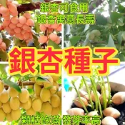 森禾|🔥銀杏種子🍓新採銀杏樹種子 果園庭院種植 水果種子 可食用白果種子 四季種植白果公孫樹 台灣相思樹