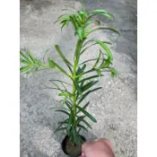蘭崳 羅漢松 ｜3吋盆/苗植袋～多年生喬木⋯