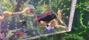 德系 純種 24k 藍眼鬍子異形 藍眼白子 魚 3-4公分 大小隻都有