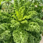 現貨🥬【羽衣甘藍種子】冰霜彩葉菜/可食可賞 耐寒零下10度/葉如牡丹 色彩絢麗/新手必種 高發芽率/生長快速