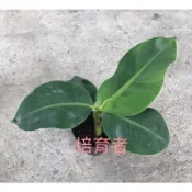 培育者～香蕉苗。蕉苗。90公分矮蕉  。一口蕉。香氣重。特別。可盆栽種植
