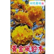 初花農場|黃金風鈴木|喬木類|2吋盆(太空包)----定價50特價35