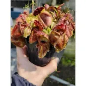 悍馬巨人土瓶草 C. follicularis 'Hummer's Giant'