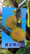 花花世界-水果果苗*黃金無花果*4.5吋盆/高20-30cm/MA