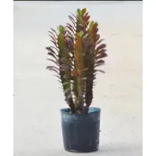 彩雲閣 現剪  龍骨 仙人掌科多肉植物 仙人掌 無土 盆  多肉植物 龍骨｜帝錦｜春峰｜風水植物｜大戟科｜龍骨枝條