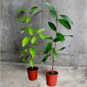 清華桂樹_肉桂苗_真桂自然農場