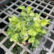 小花園藝 黃斑灑金常春藤 撒金常春藤 3吋盆 $55