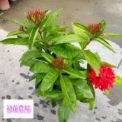 初花農場|大王仙丹、鑽石仙丹、熊貓黃仙丹、矮粉仙丹、矮白仙丹、煙火仙丹、洋紅仙丹|6吋盆（超取限一盆）