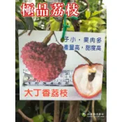 大丁香荔枝 請先洽詢 荔枝苗 大果 蜜丁香 不是 玉荷包 黑葉 三月紅 鵝蛋 巨無霸 糯米 無核 艷荔 早大荔 玫瑰紅