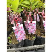 霏霏園藝櫻花苗4吋盆特價200元