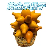 【黃金果種子】黃金莓 菇娘果 燈籠果 祕魯苦蘵 家庭種植 陽台盆栽 水果種子 可食用 觀賞植物 新奇蔬果 自種食材