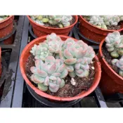 【多肉好好買】迷你蓮 多肉植物 現貨